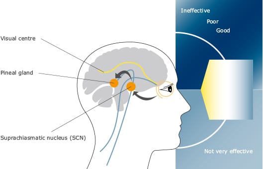Ánh sáng và sinh học con người